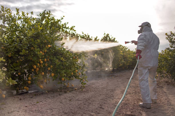 Best Affordable Pest Control Services  in Rogers, TX