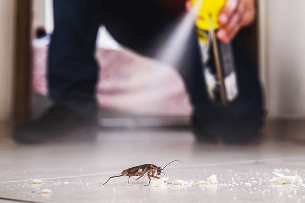Best Affordable Pest Control Services  in Rogers, TX