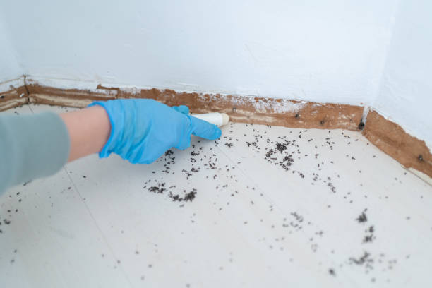 Best Pest Control Near Me in Rogers, TX
